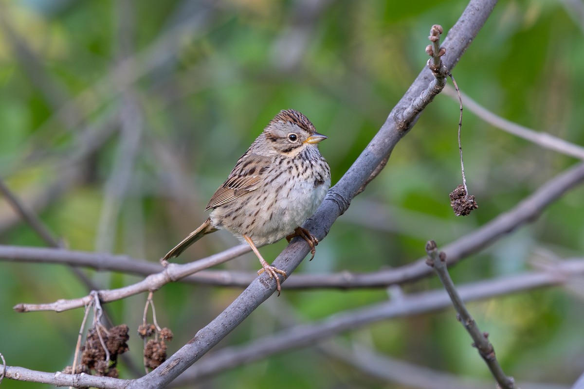 Lincoln's Sparrow - Bob Dunlap