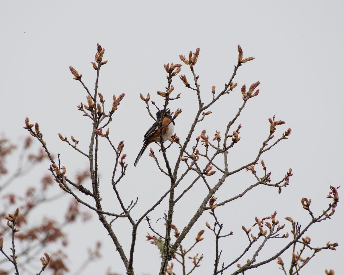 Eastern Towhee - Helen M