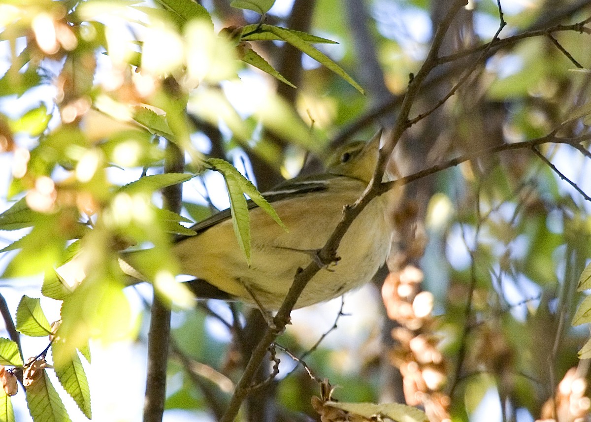 Bay-breasted Warbler - ML619422773