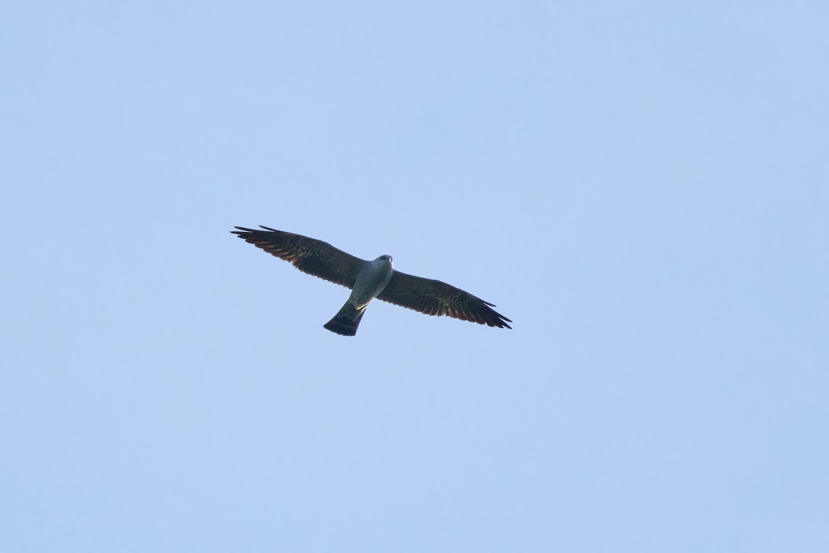 Mississippi Kite - Ant Tab