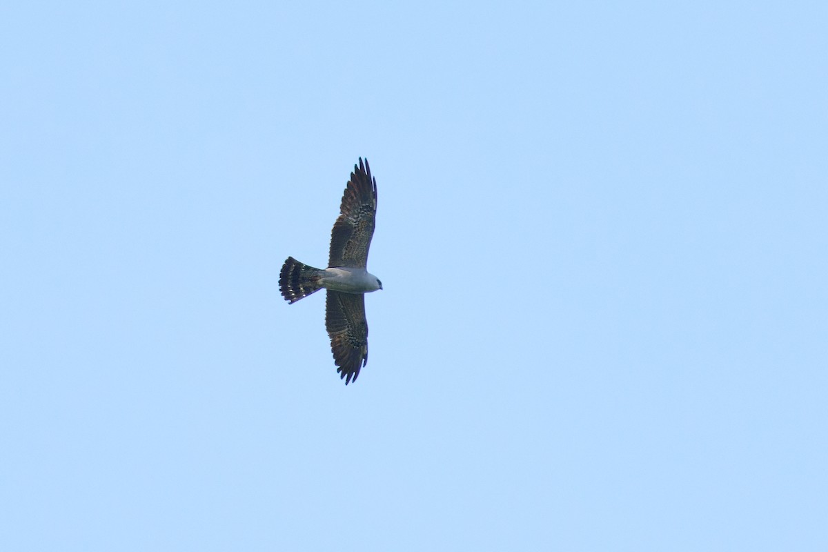 Mississippi Kite - Ant Tab