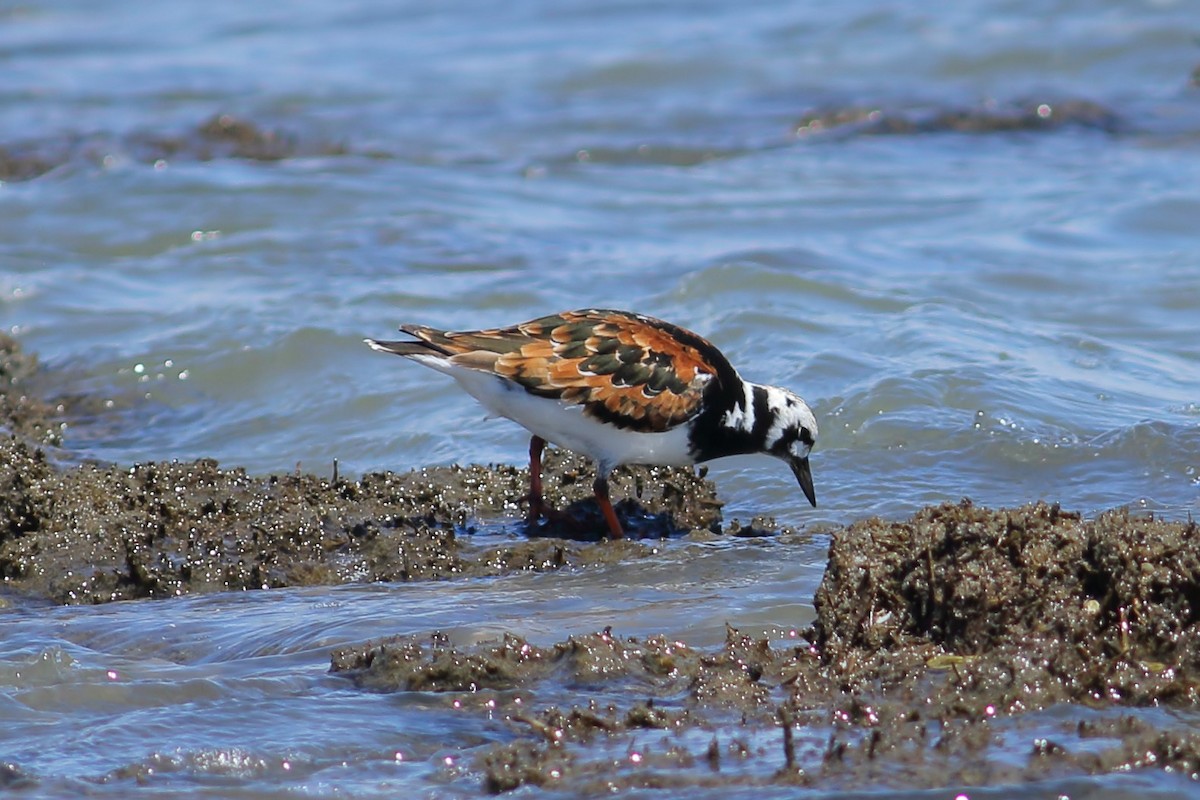 Ruddy Turnstone - ML619422802