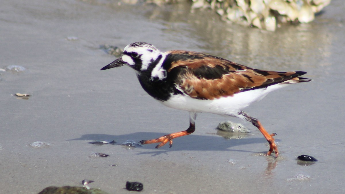 Ruddy Turnstone - Kevin Markham