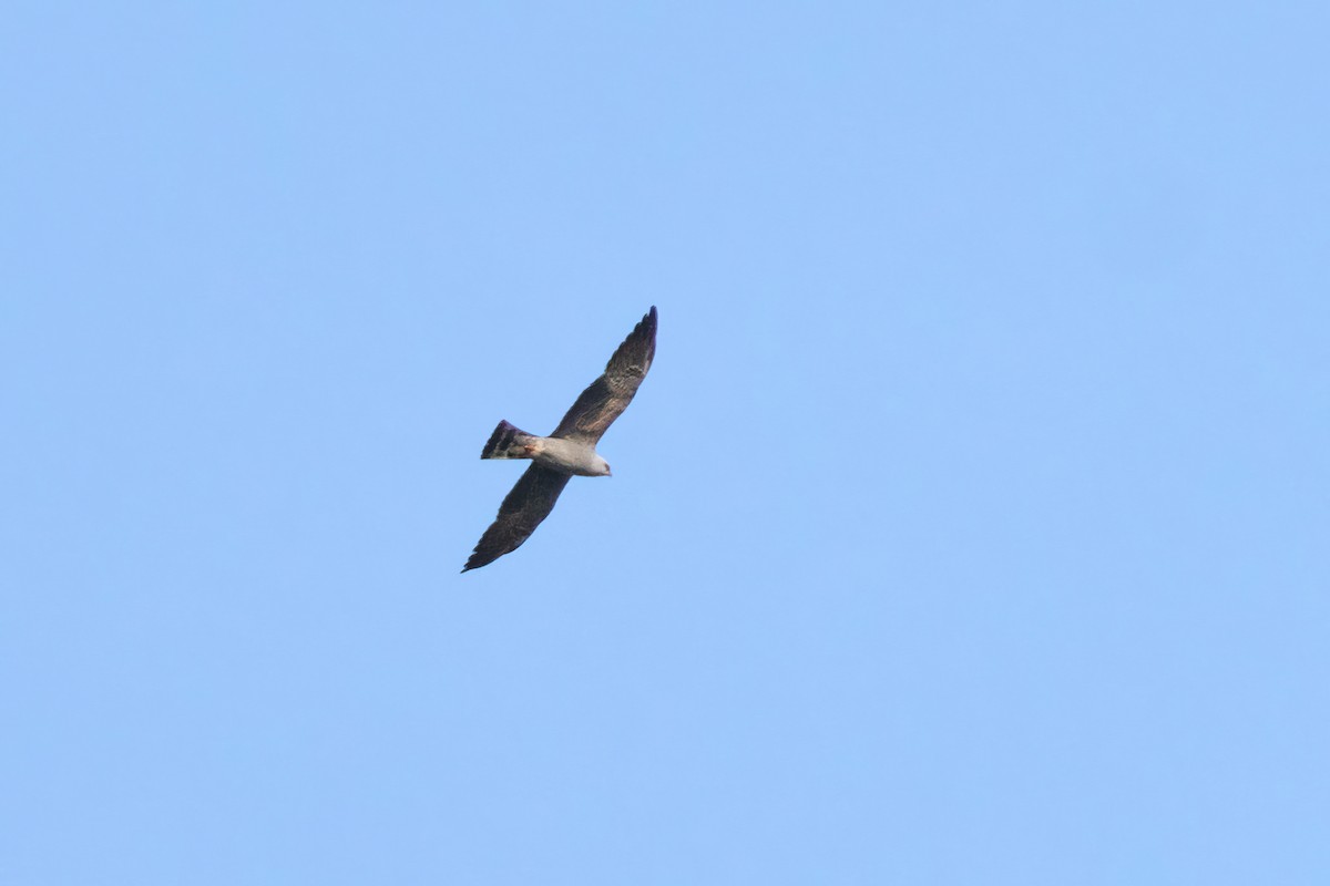 Mississippi Kite - Ant Tab