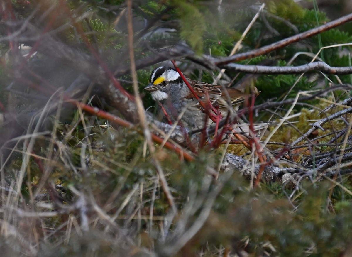 White-throated Sparrow - Kathy Marche