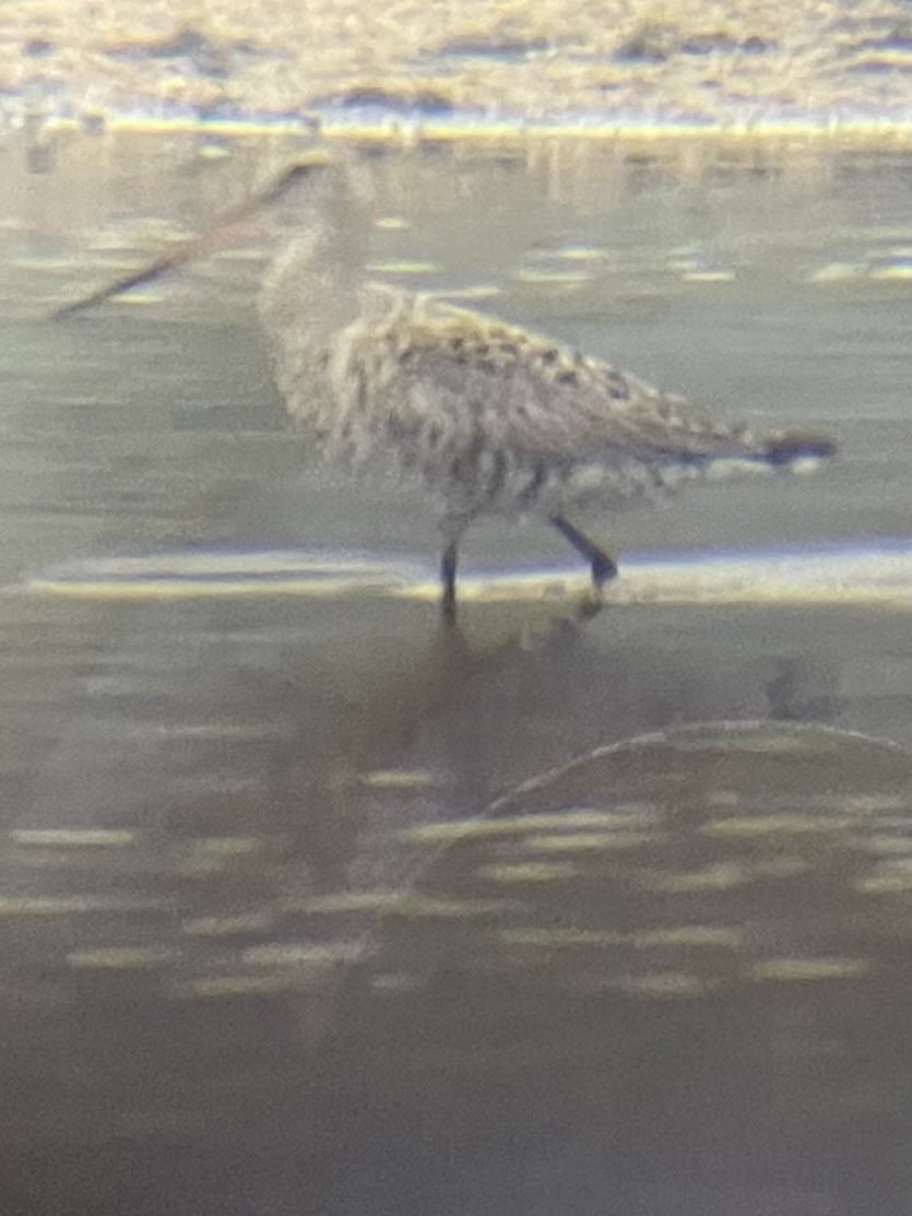 Hudsonian Godwit - Kurt Cox