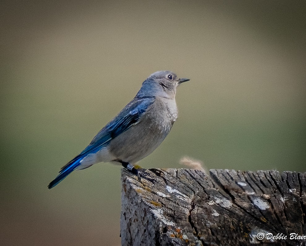 Mountain Bluebird - Debbie Blair