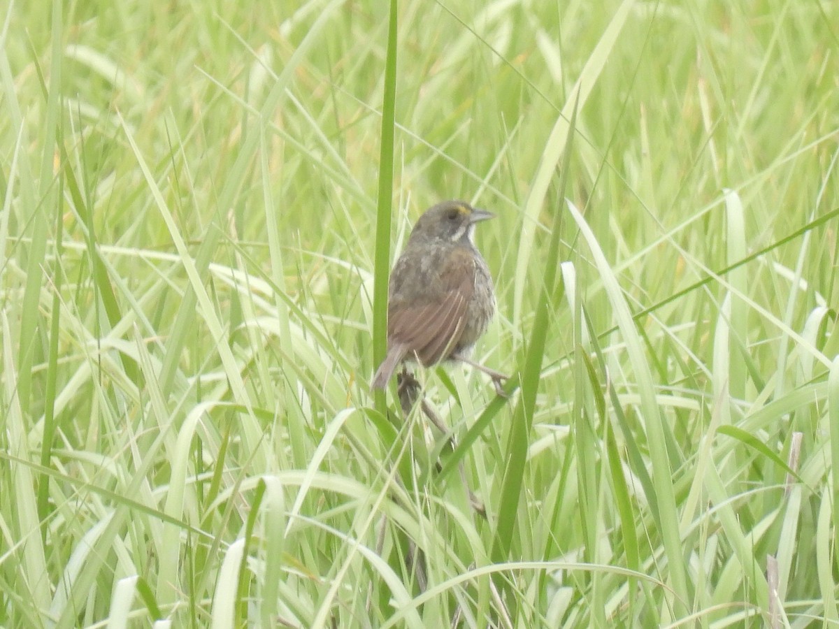 Seaside Sparrow - Cindy Leffelman