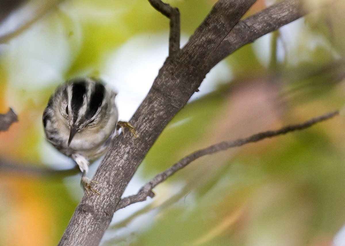 Black-and-white Warbler - ML619422830