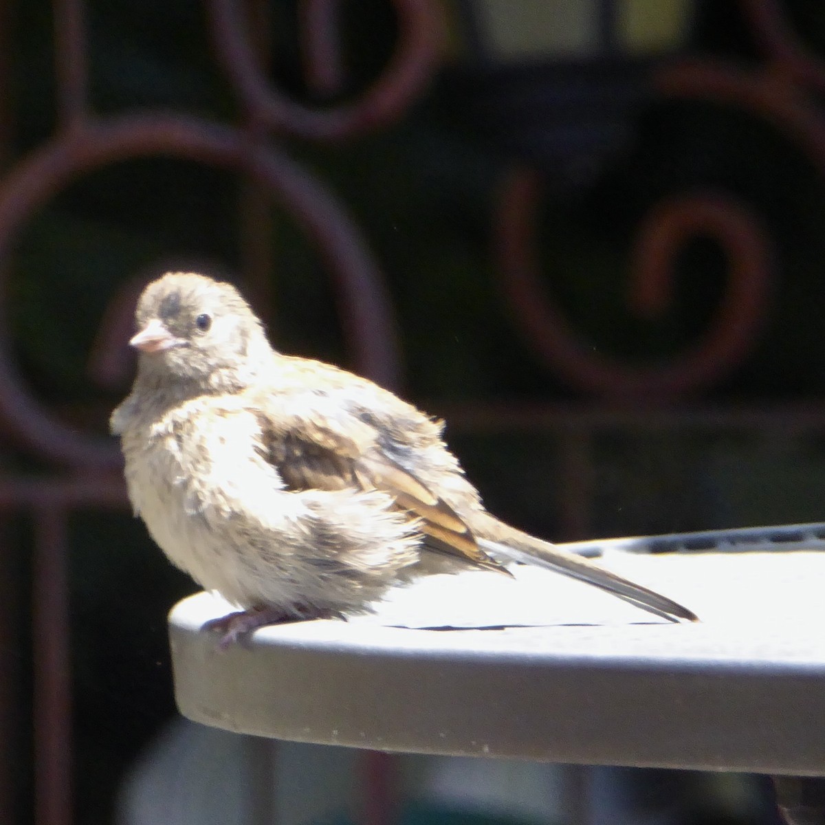 Dark-eyed Junco (Oregon) - Anonymous