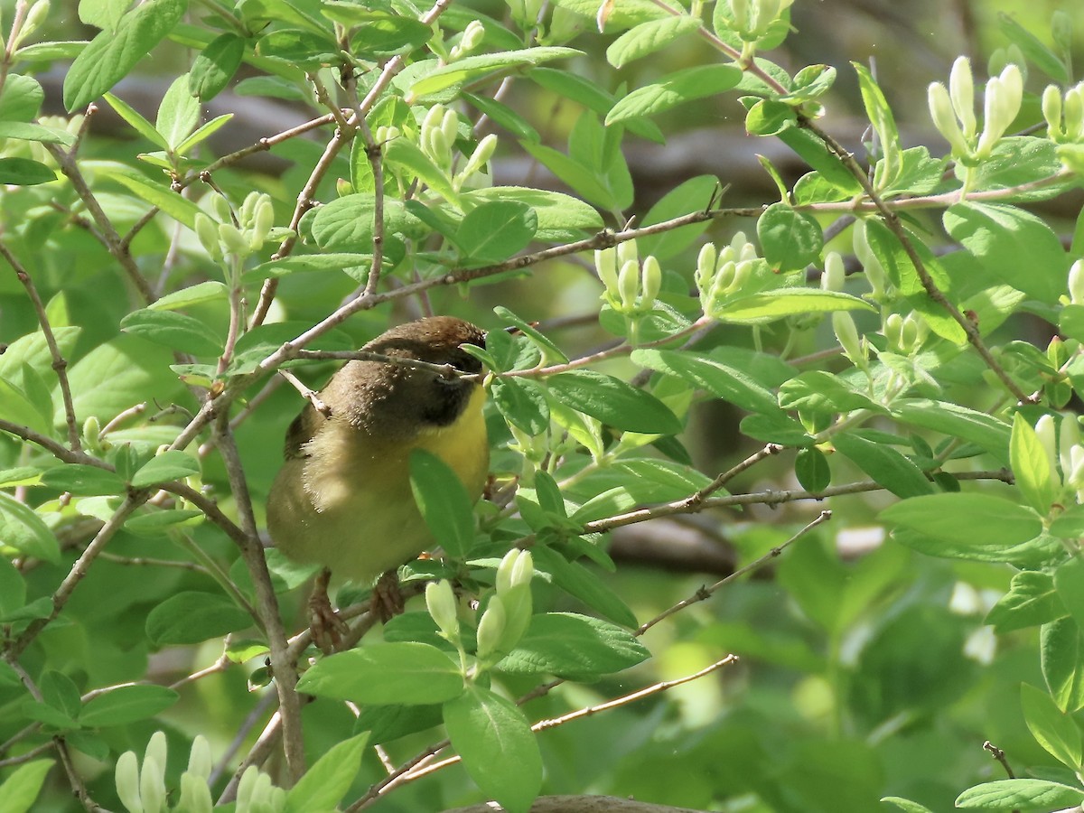 Common Yellowthroat - Marjorie Watson