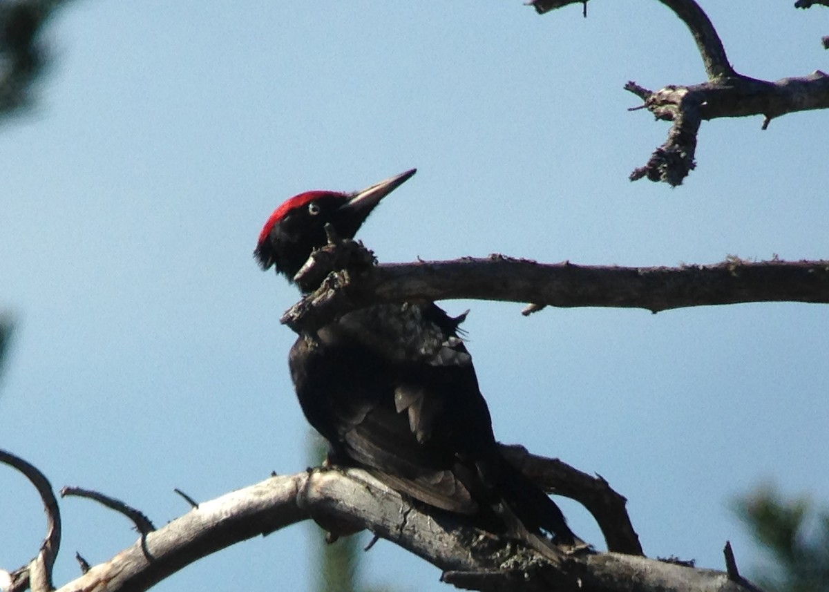 Black Woodpecker - Tim Harrop