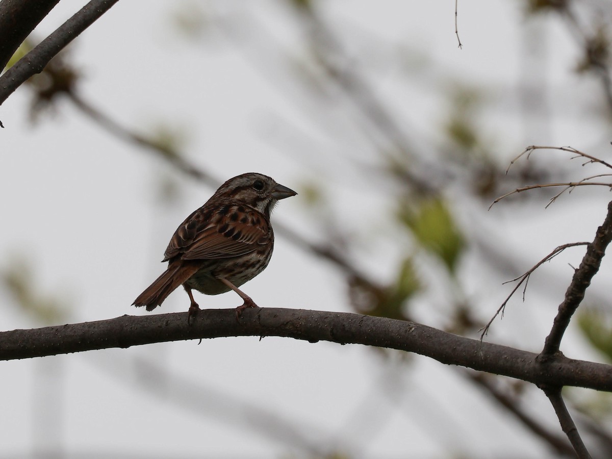 Song Sparrow - Alexandrine Fontaine-Tardif