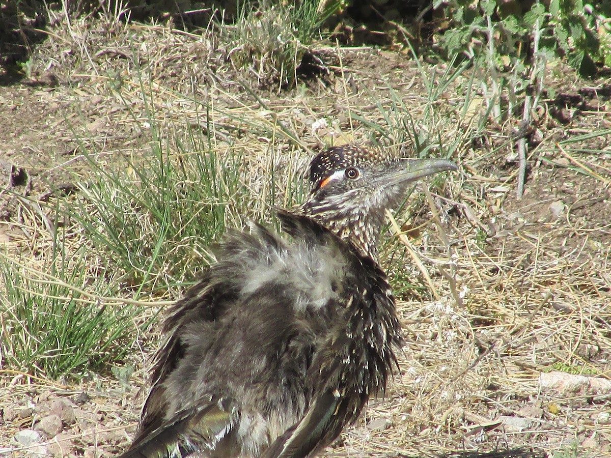 Greater Roadrunner - Felice  Lyons