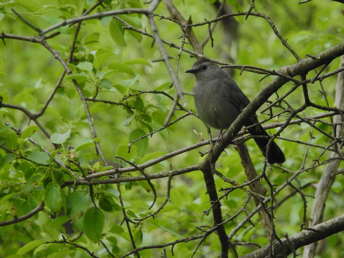 Gray Catbird - Edgar Otto