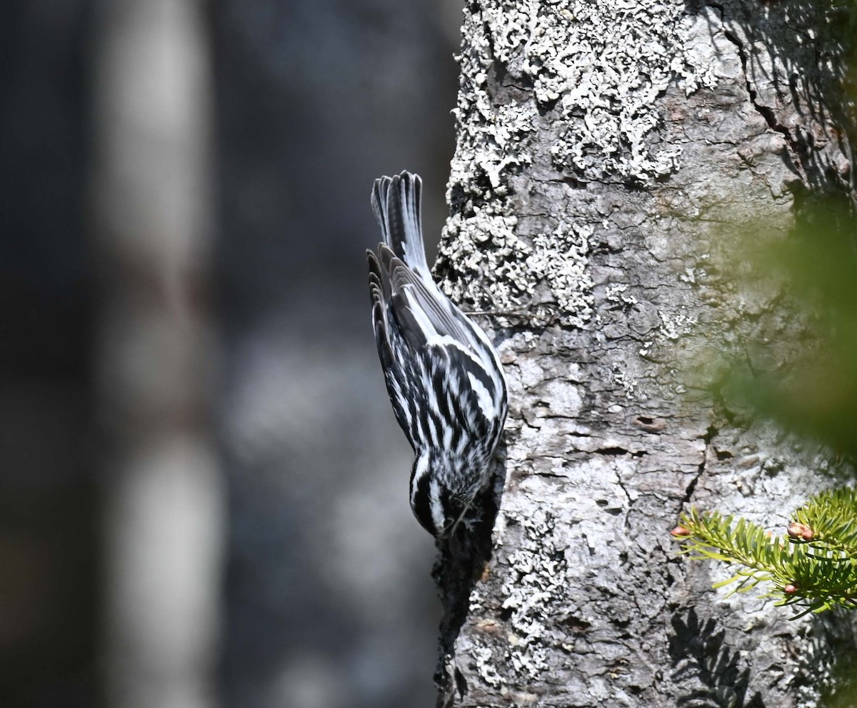 Black-and-white Warbler - Kathy Marche