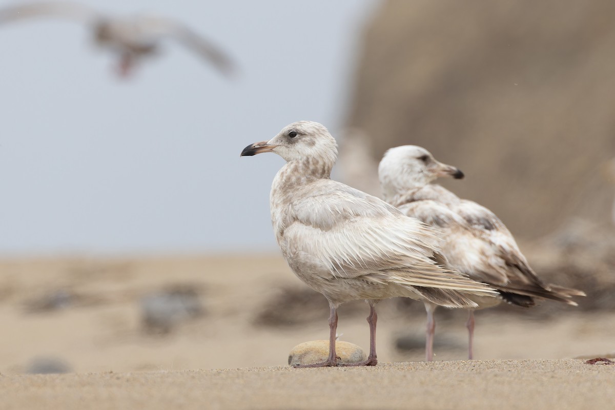 gull sp. - Alex Rinkert