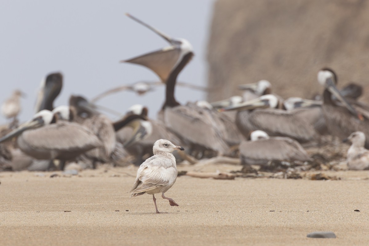 gull sp. - Alex Rinkert