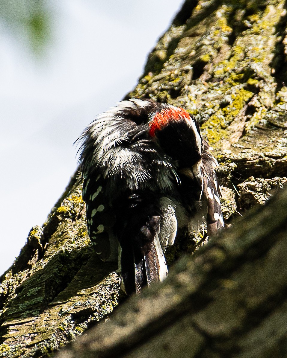 Downy Woodpecker - Martin Tremblay