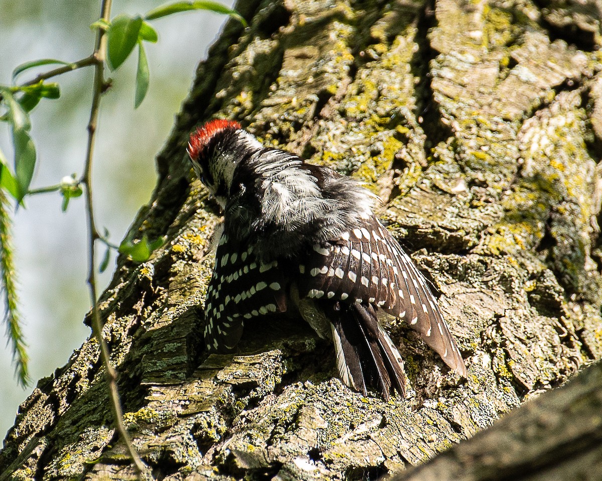 Downy Woodpecker - Martin Tremblay