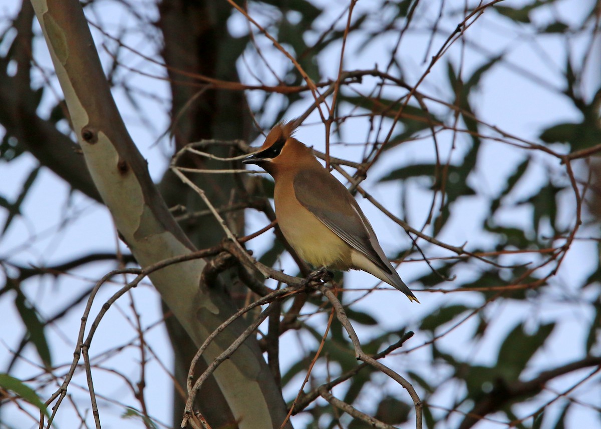 Cedar Waxwing - William Clark