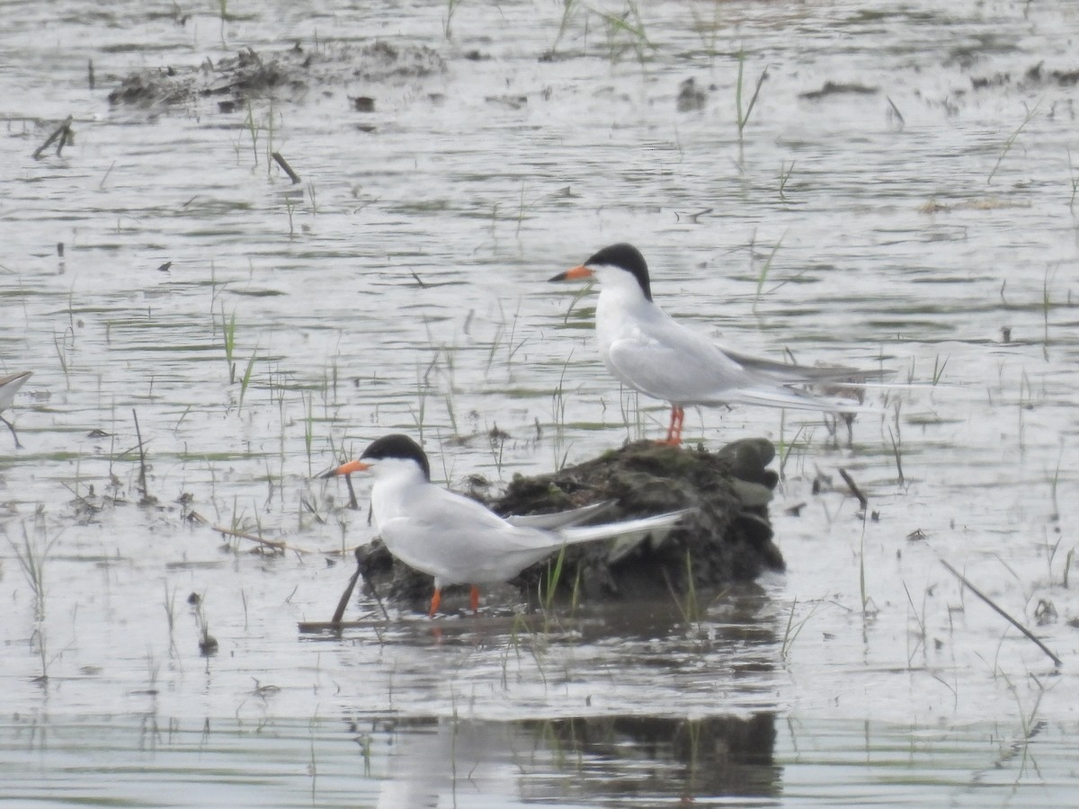 Forster's Tern - ML619422926