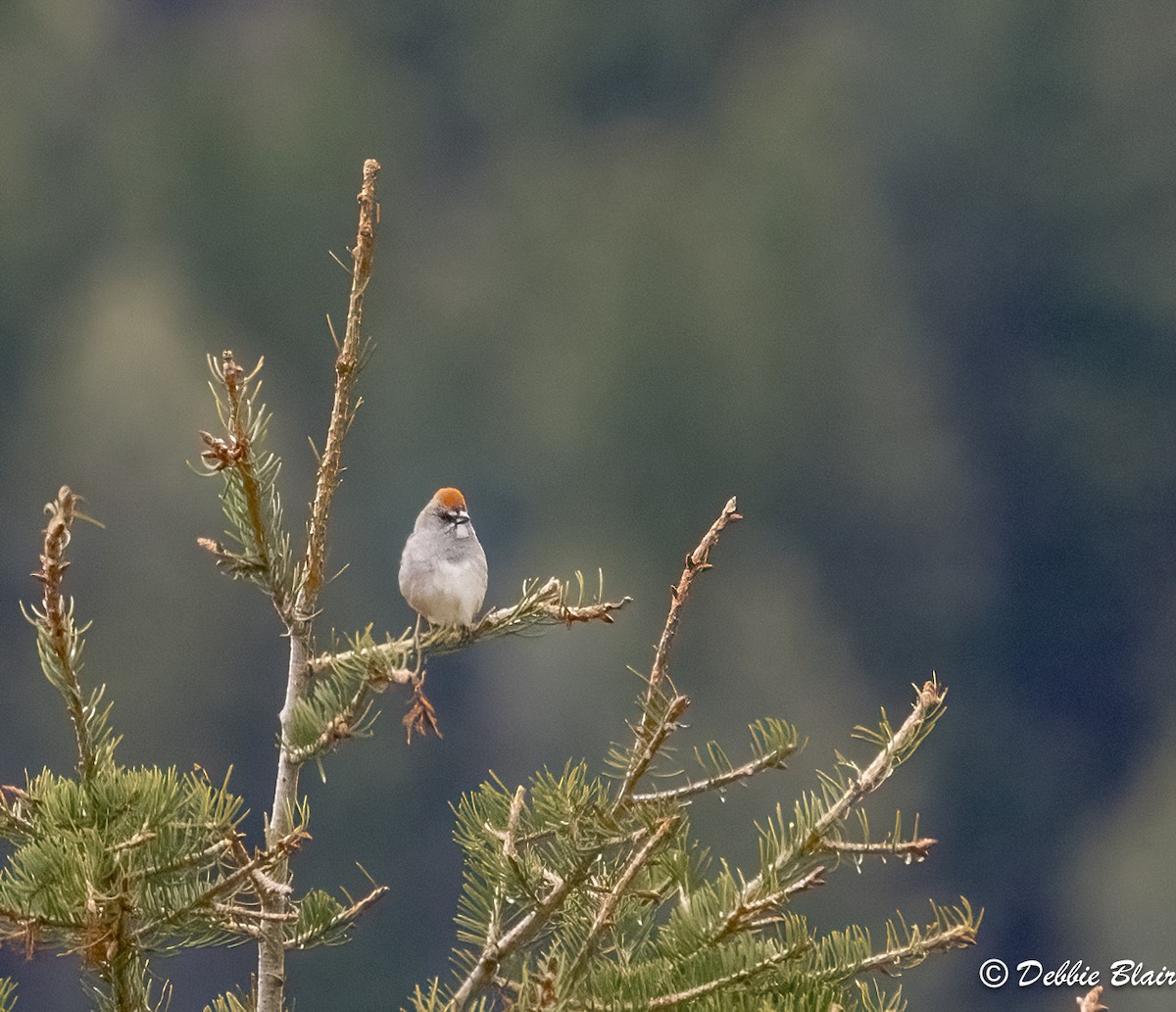 Green-tailed Towhee - ML619422939