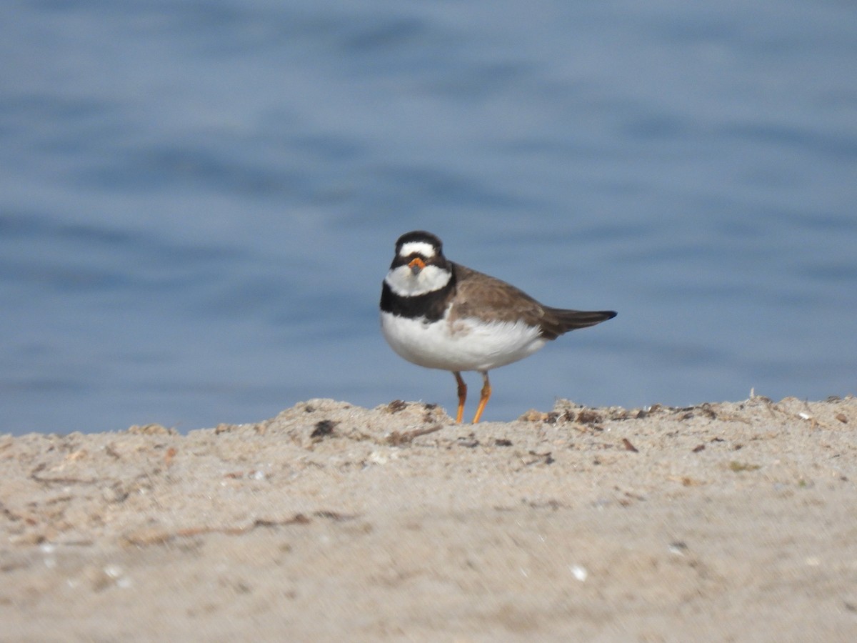 Semipalmated Plover - Kris Ito