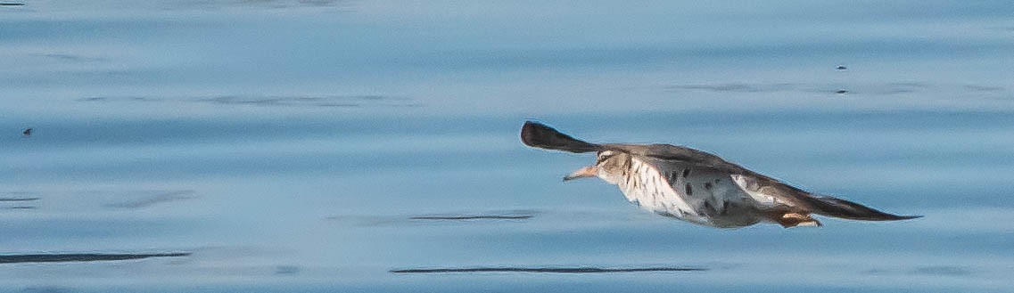 Spotted Sandpiper - Stu Landesberg