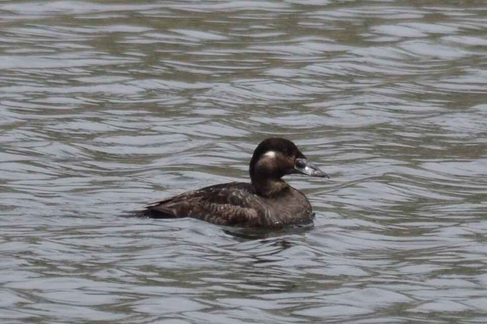 Surf Scoter - Rick  Robb