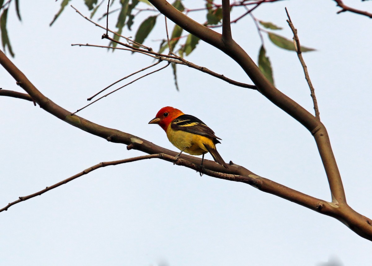 Western Tanager - William Clark