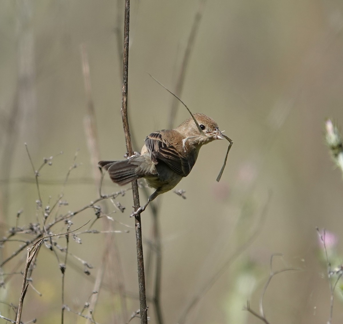 Lazuli Bunting - Sylvia Afable