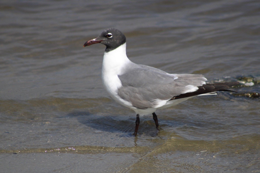 Laughing Gull - Kevin Markham