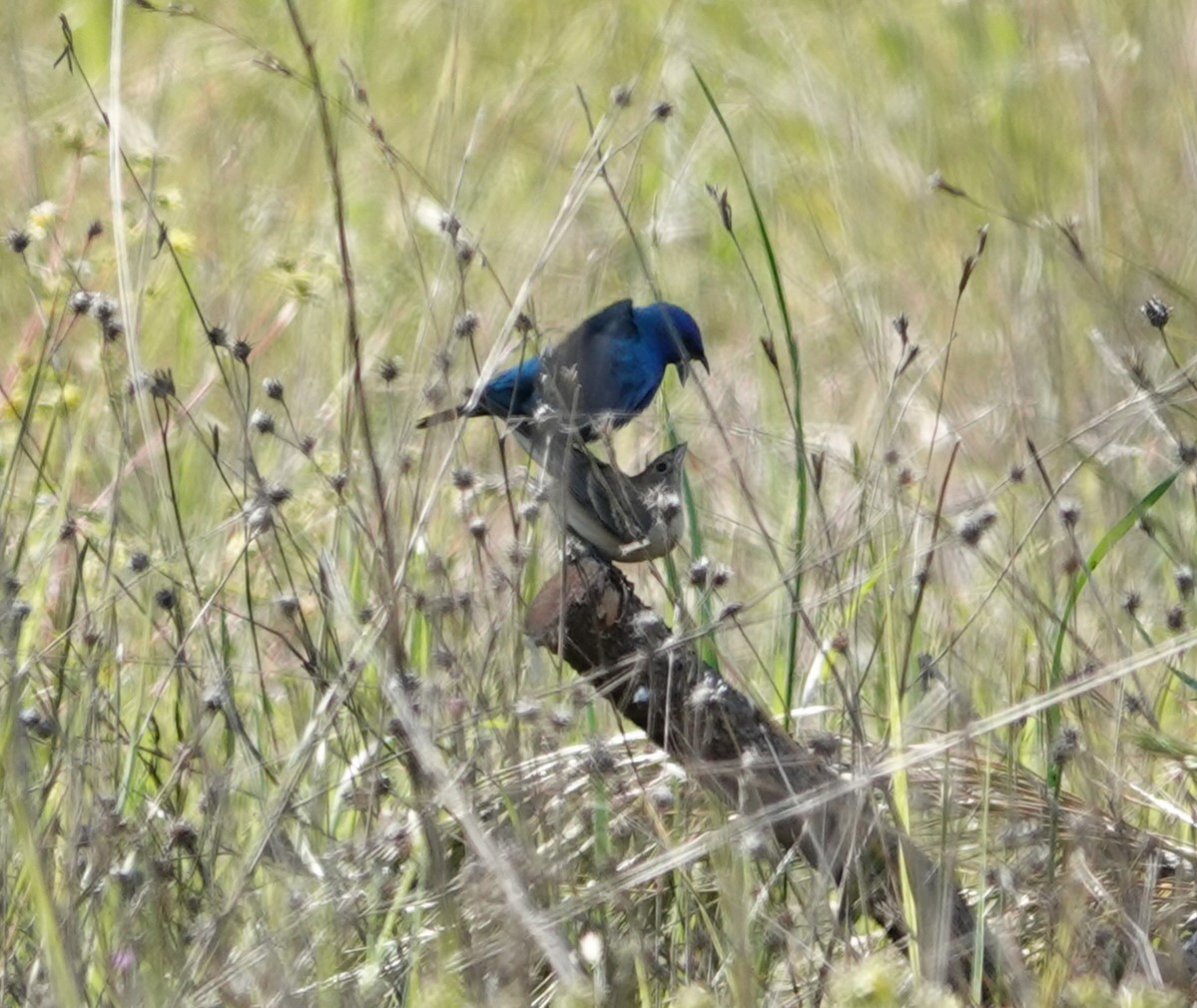 Lazuli Bunting - Sylvia Afable