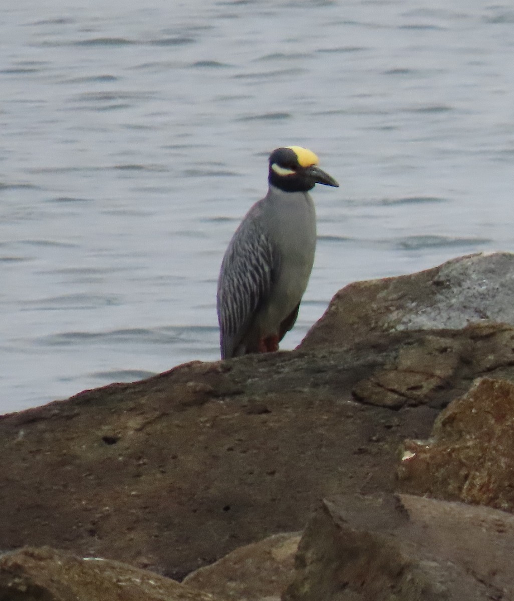 Yellow-crowned Night Heron - Charley Herzfeld