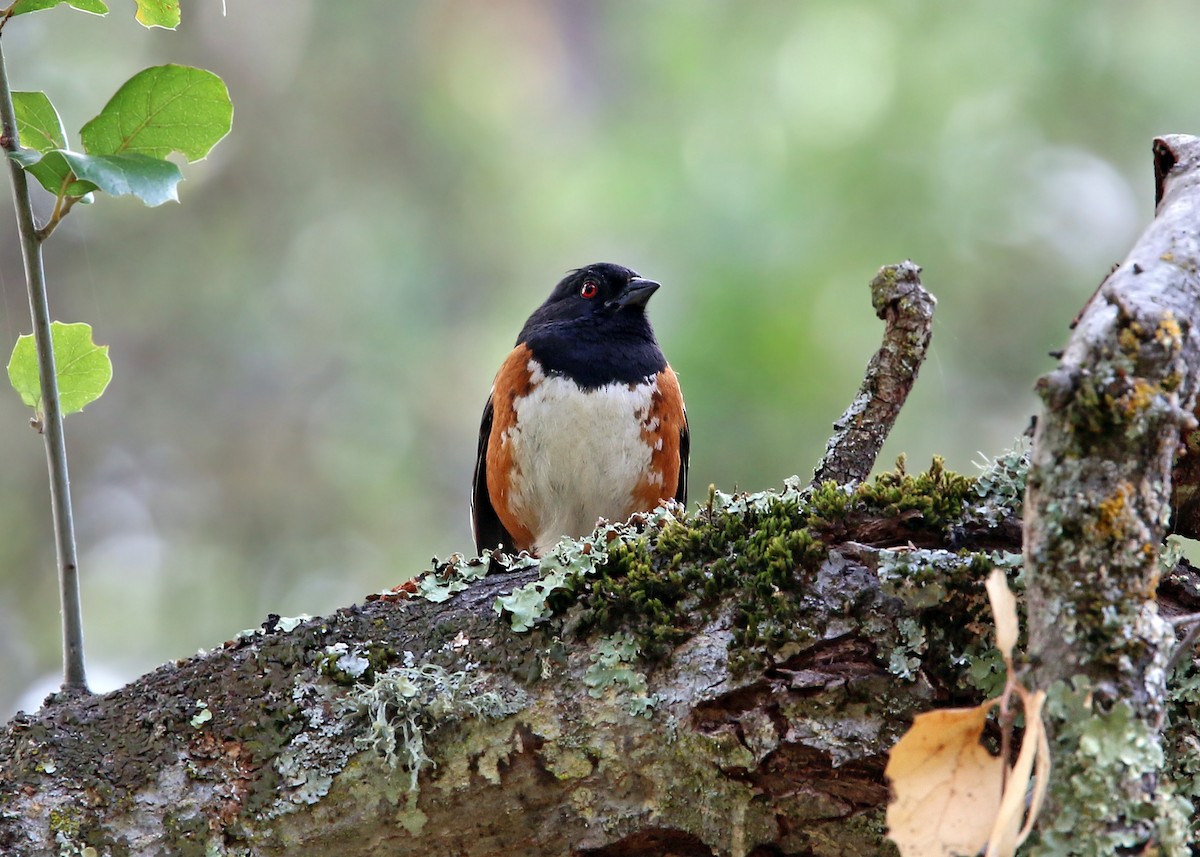 Spotted Towhee - William Clark