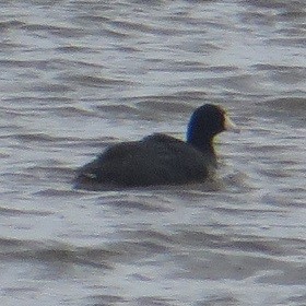 American Coot - Ian Fallas