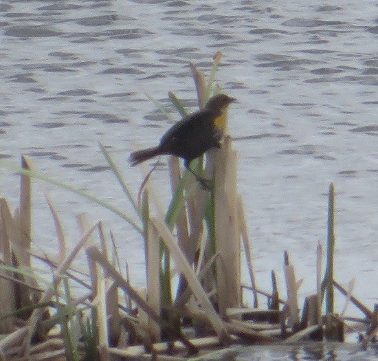 Yellow-headed Blackbird - Ian Fallas