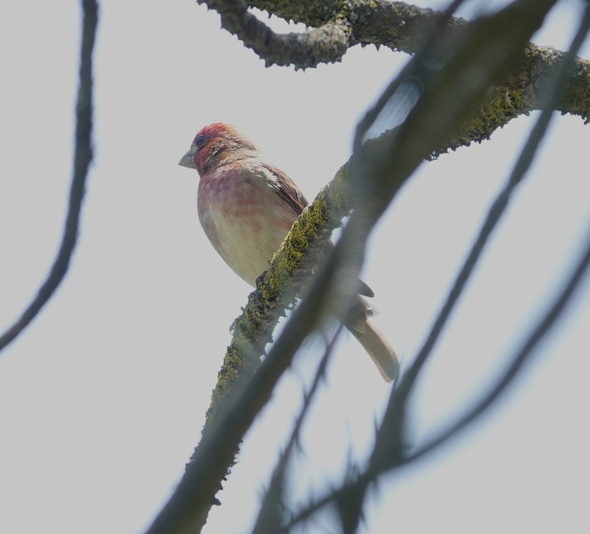 Purple Finch - Sylvia Afable