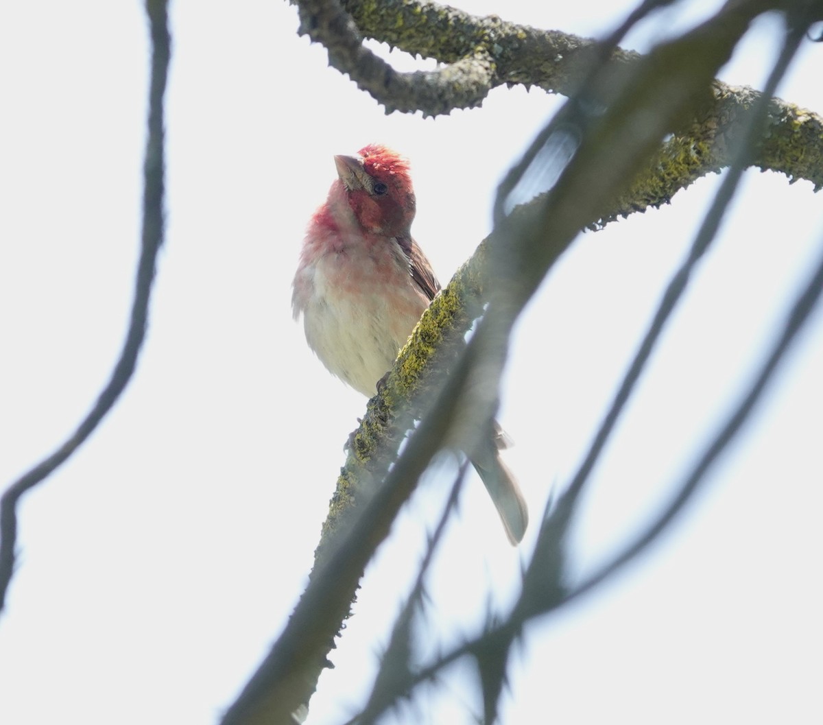 Purple Finch - Sylvia Afable