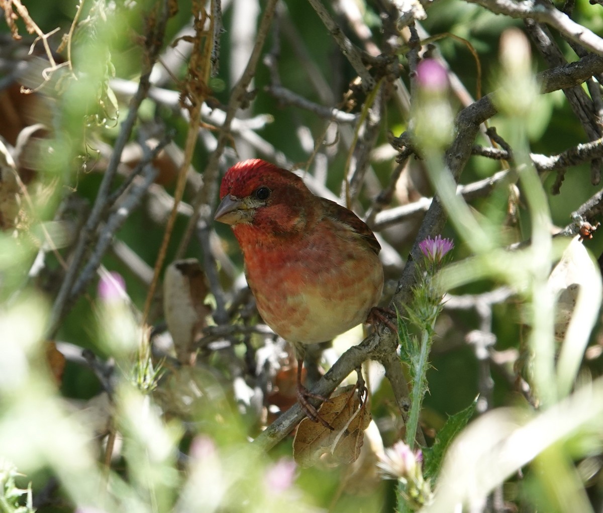 Purple Finch - Sylvia Afable