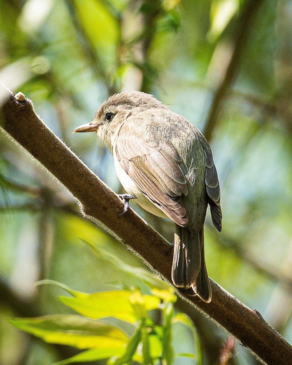 Warbling Vireo - Martin Tremblay