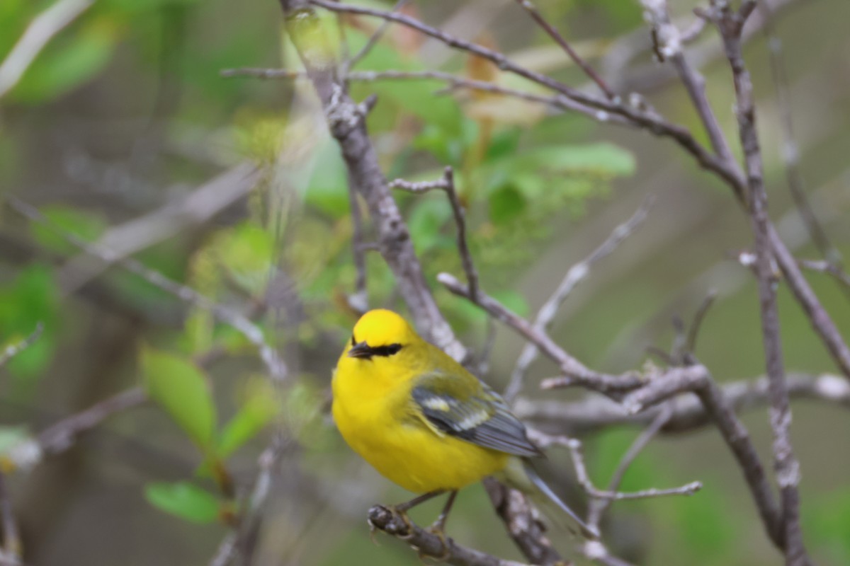 Blue-winged Warbler - Chris Van Norman