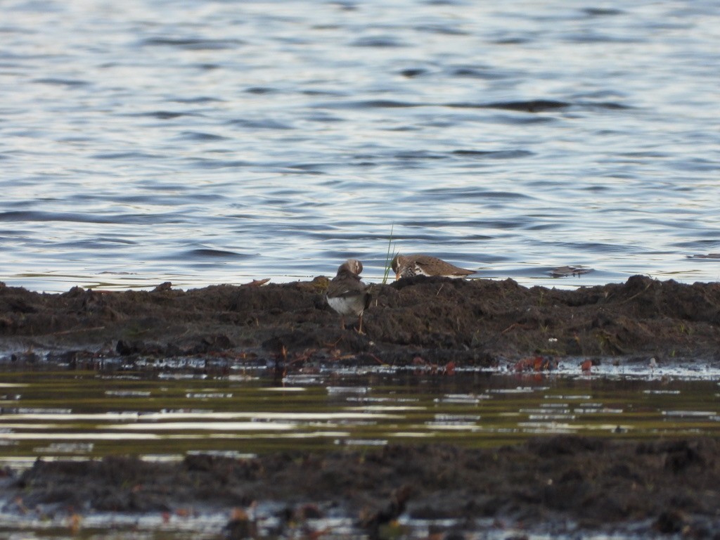 Spotted Sandpiper - Elisabeth Cassinari