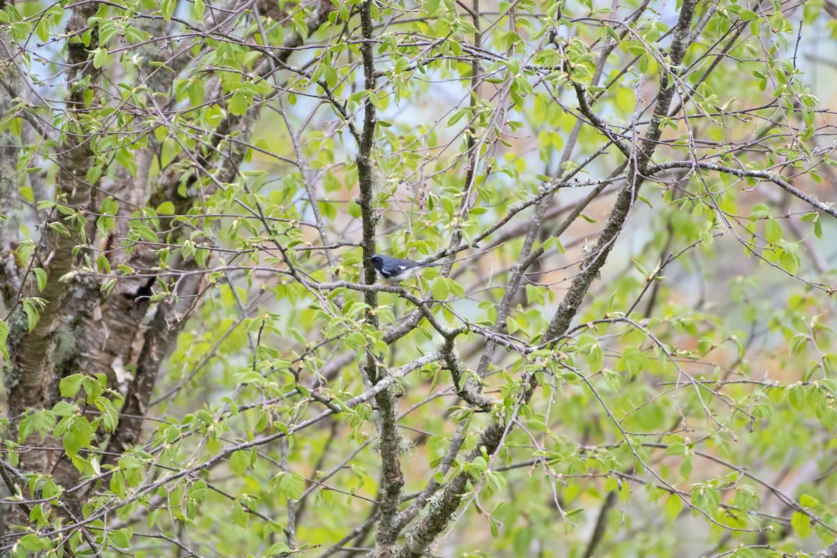 Black-throated Blue Warbler - Helen M