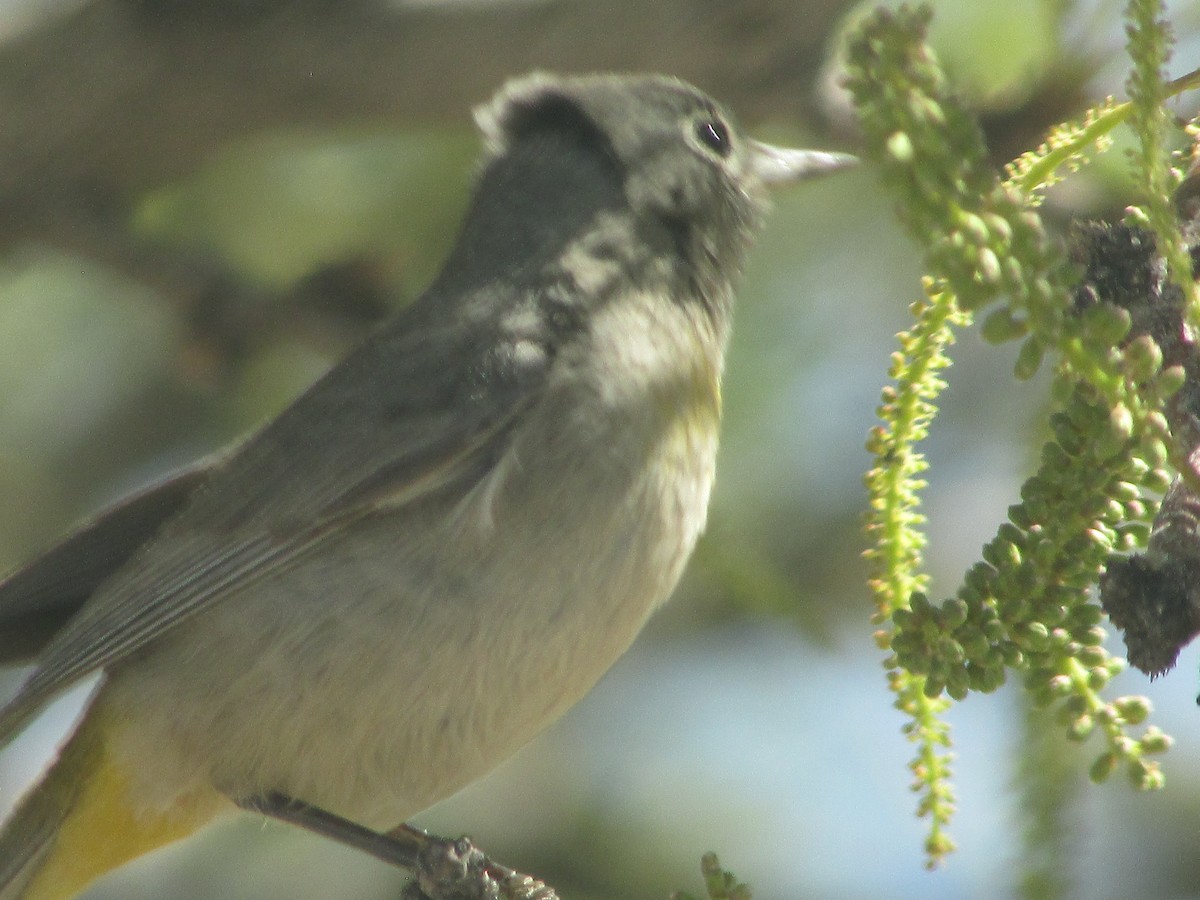 Virginia's Warbler - Felice  Lyons