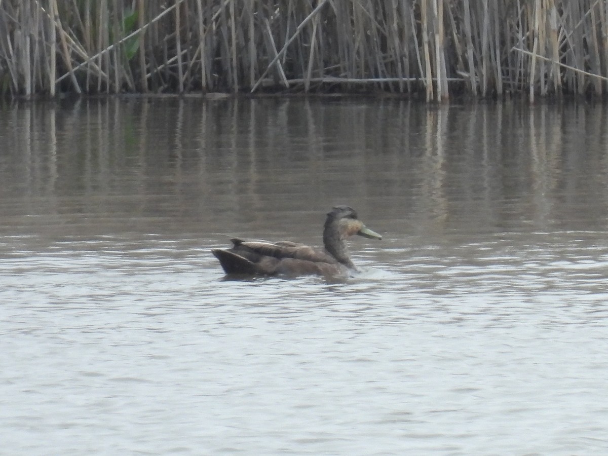 American Black Duck - Cindy Leffelman