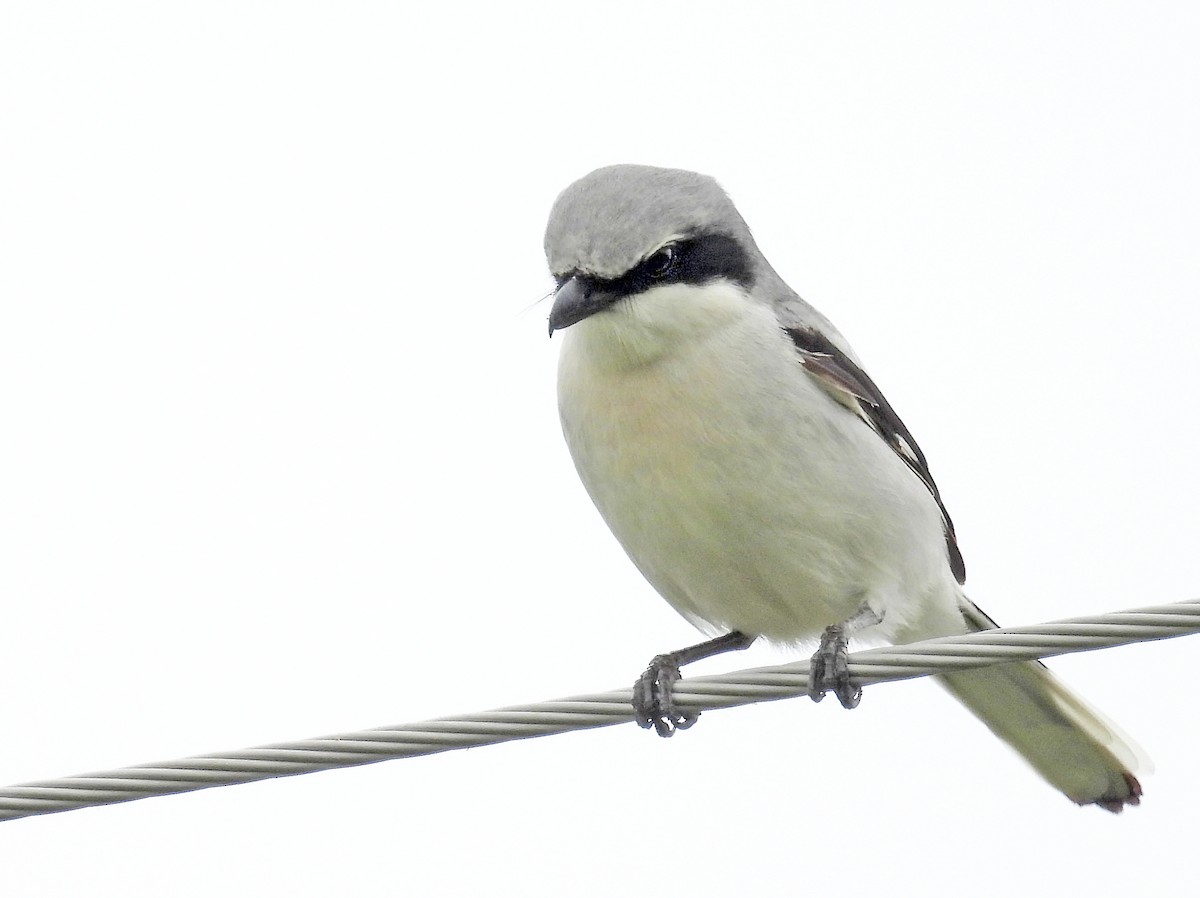 Loggerhead Shrike - hv hughes