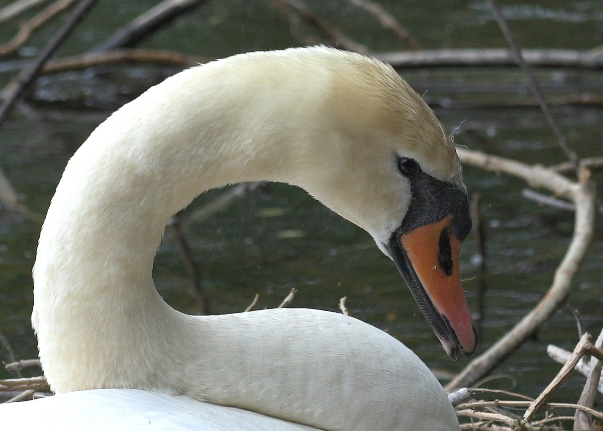 Mute Swan - Janet Smigielski