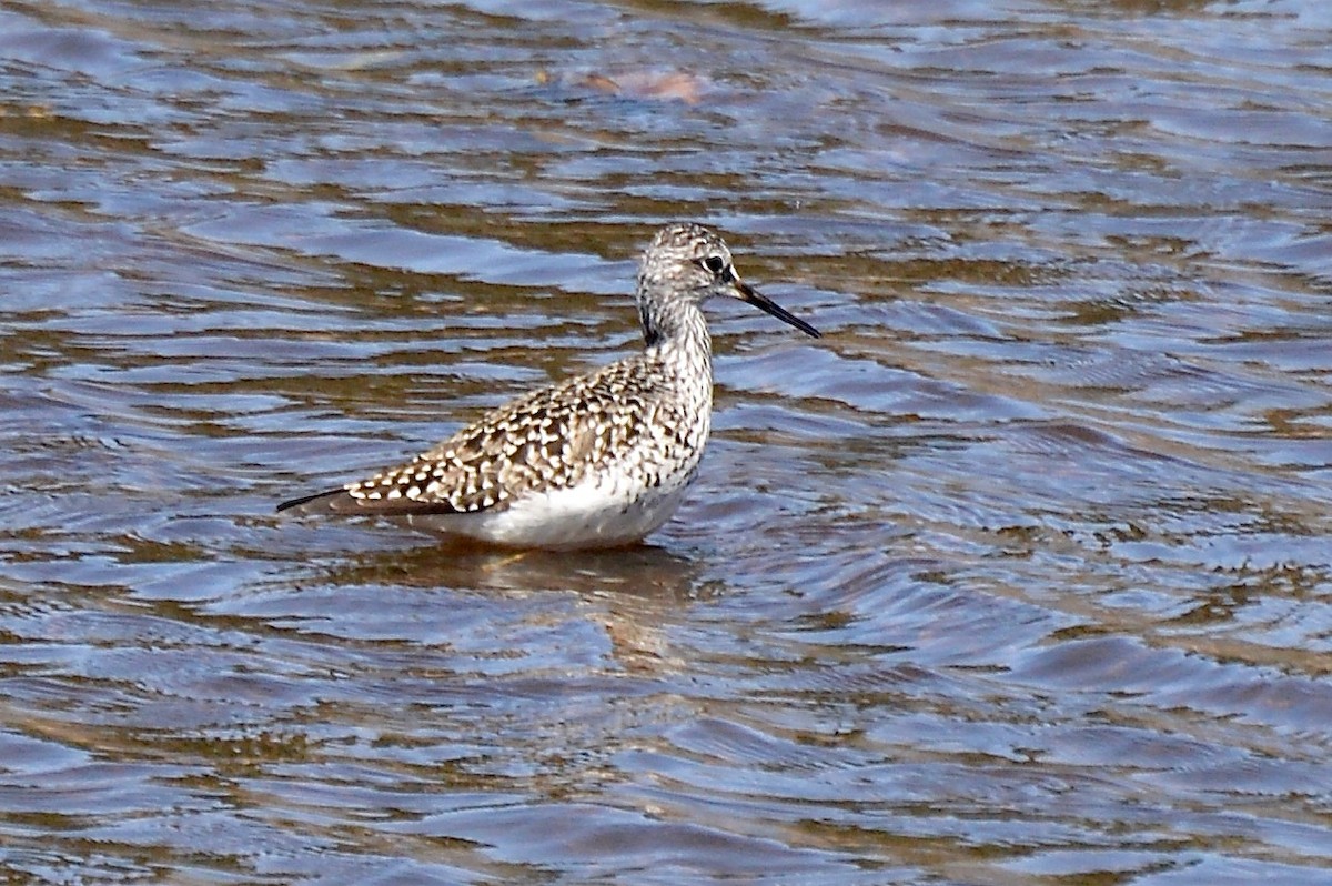 Greater Yellowlegs - Allan Gilbert